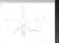 Dark Fae with bat wings